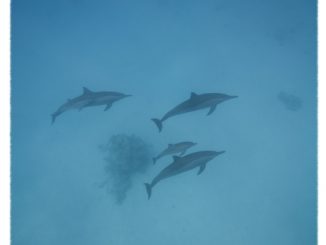 Environment for Agile Teams